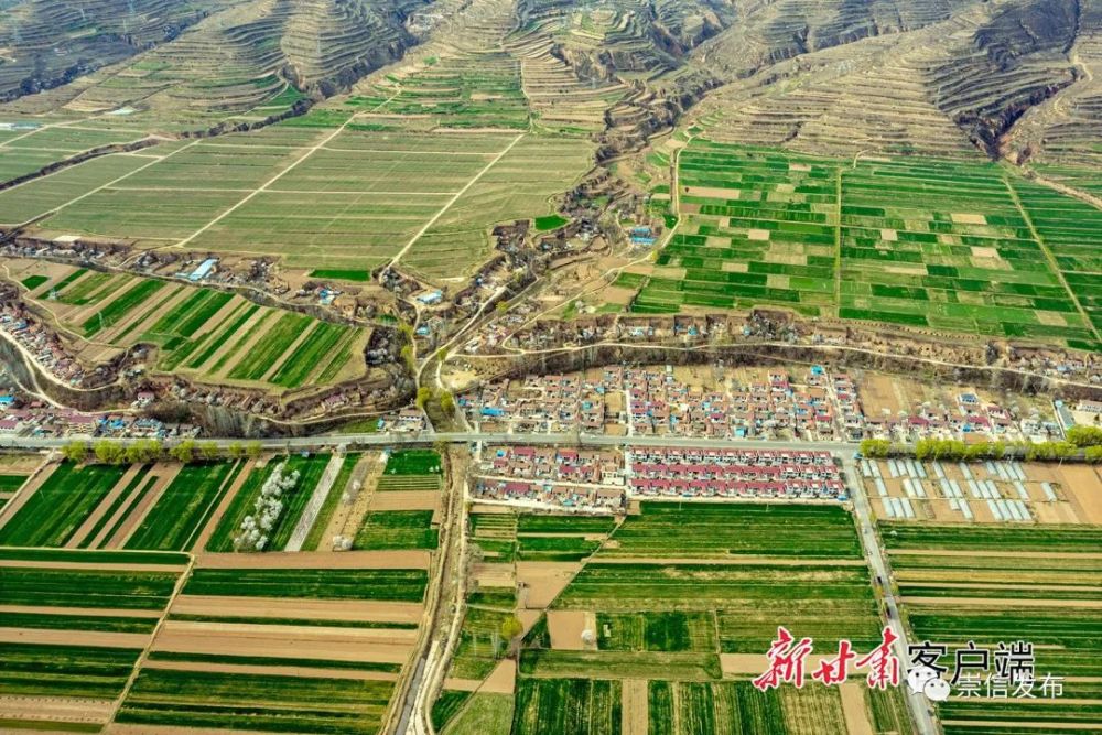 航拍美图崇信县小麦长势喜人
