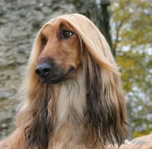 似人的猎犬美国一只阿富汗猎犬有着飘逸的长发像女士秀发的发型