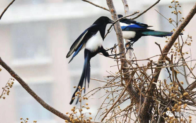 刘荣‖喜鹊夫妻筑巢记