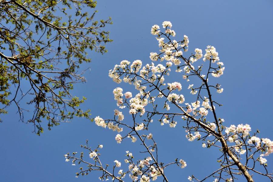 初春的思忖不仅仅是花 天天看点