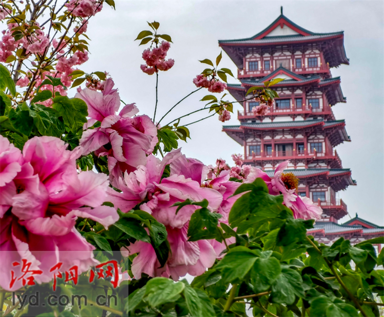 据北宋张邦基在《墨庄漫录》中记载"西京牡丹闻于天下,花盛时,太守作