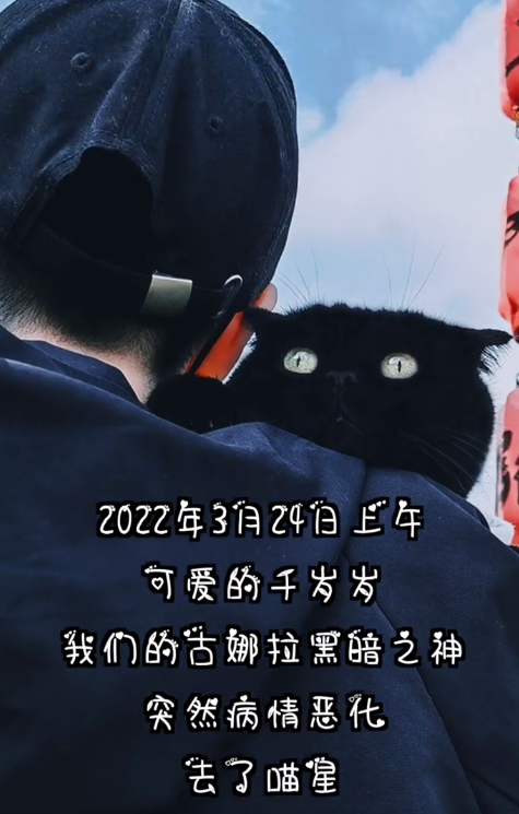 千万网红猫"千千岁"因病去世,二豆妈妈:它只是回喵星了