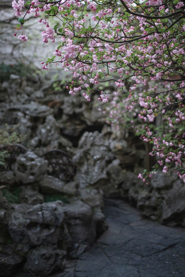 你在几月出生 就像哪个花神 风雅之极 花神 梅花 兰花 杏花 李清照