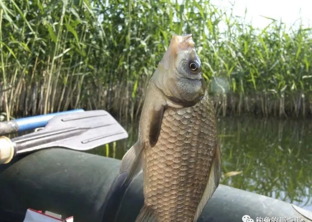 產前熱情奔放產後孤傲高冷詳解大鯽魚的生理特徵釣它先懂它