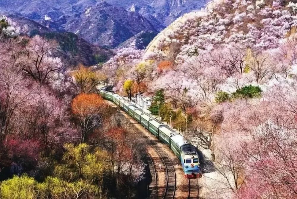 閱讀待到疫情過去去邂逅人間四月天吧