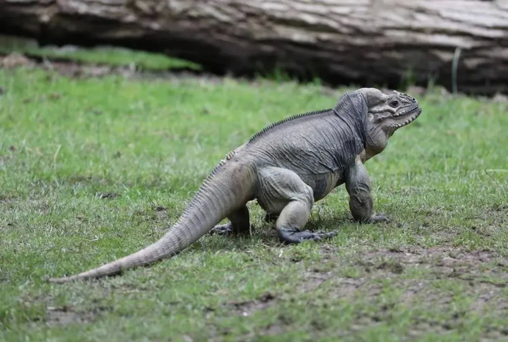壮如犀牛,天性温柔——犀牛鬣蜥_腾讯新闻
