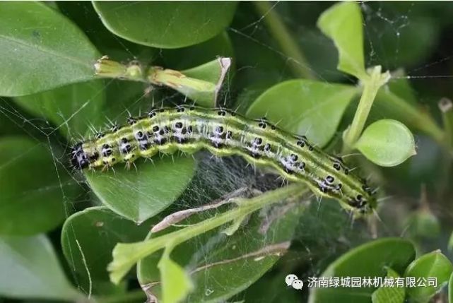 大叶黄杨斑蛾预防和治疗