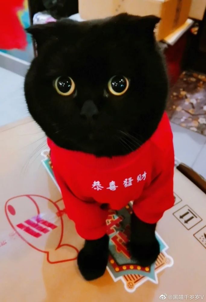 我最爱的网红猫千岁岁去了喵星