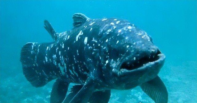 陆生脊椎动物的祖先腔棘鱼