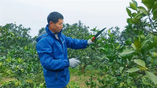 脐橙怎么修剪枝条视频教程(脐橙树怎么修枝剪枝视频)