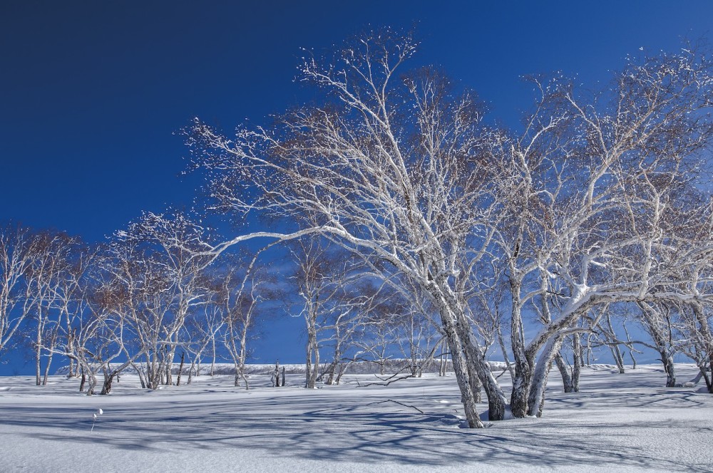 白桦:最具文化内涵的树_腾讯新闻