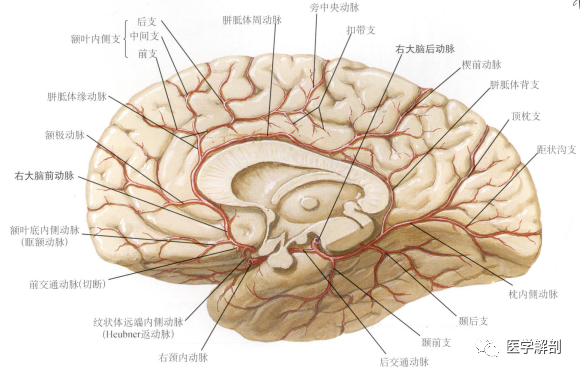 脑动脉系列|大脑前动脉的解剖及变异