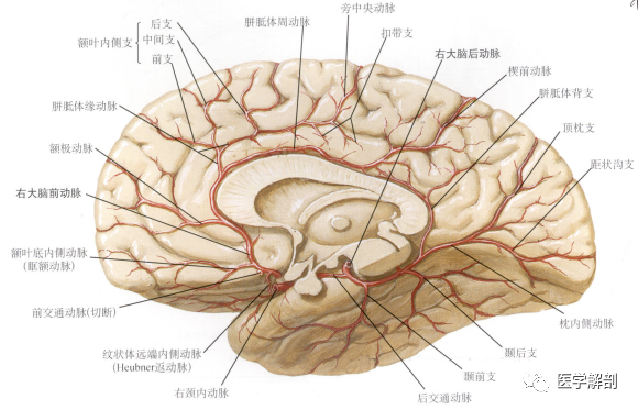 腦動脈系列|大腦前動脈的解剖及變異