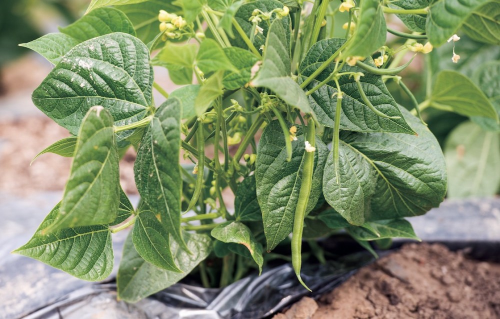 寻味长白 露水河的炖豆角 腾讯新闻