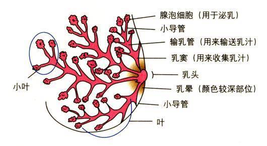 廣州和諧醫院乳腺科醫生女人必知的18個乳房健康知識