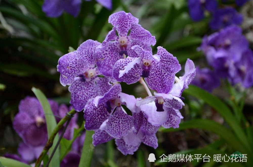 世界各国的国花分别代表什么意思