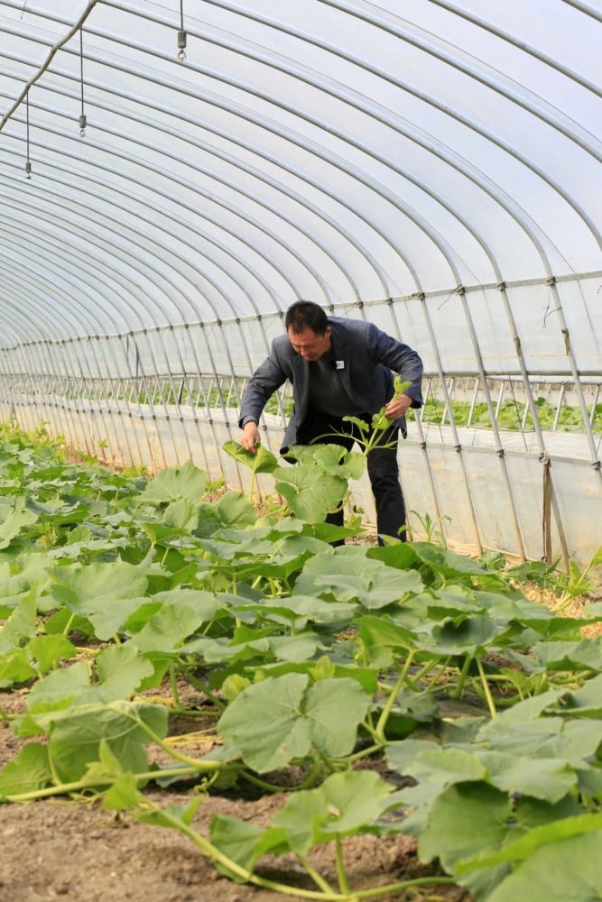 桐鄉這位明星農民種菜種到北京去領獎凡人故事