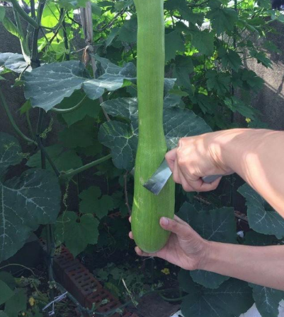 砍瓜一種神奇的瓜吃多少砍多少砍完還能長種植方法也簡單