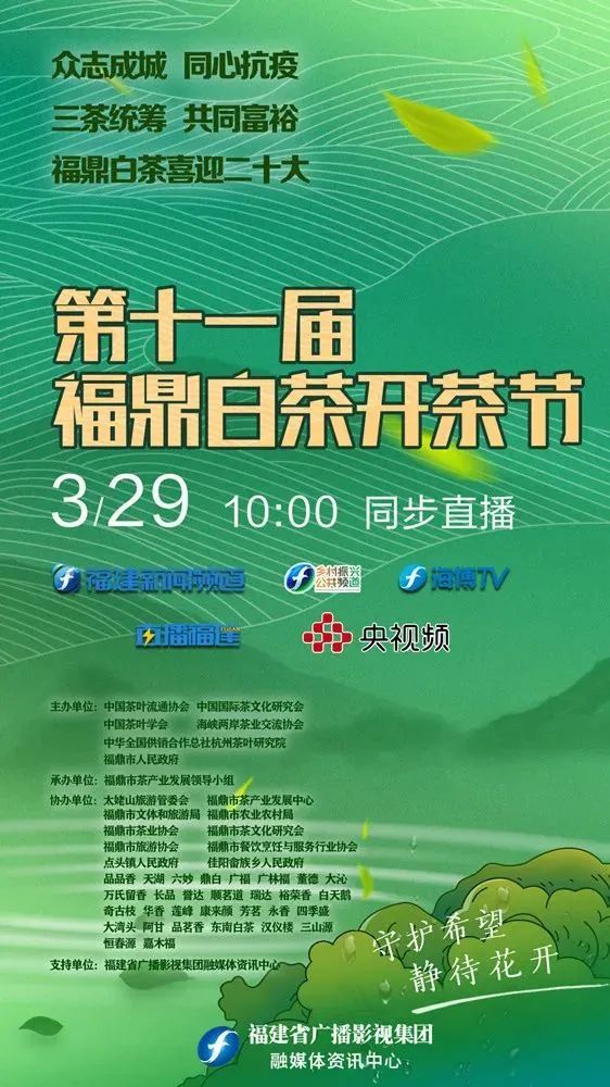 福鼎白茶开茶咯90分钟带您云上观茶去