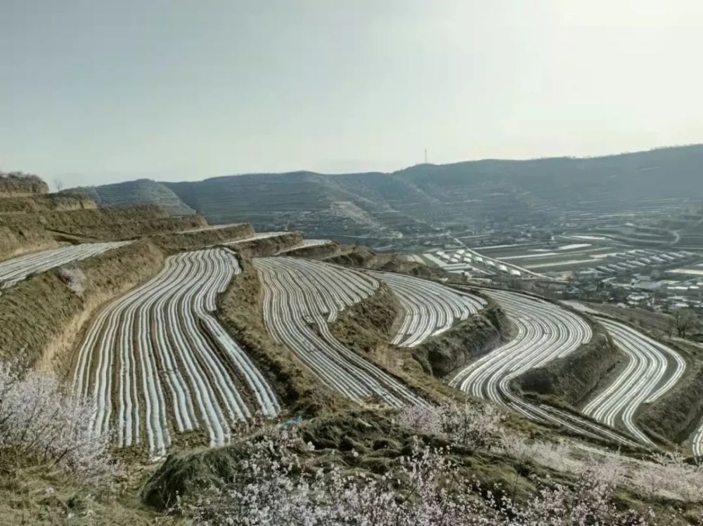 来源:静宁县灵芝乡编辑:杨红霞编审:张金虎  戴腾飞监制:李征兵让我