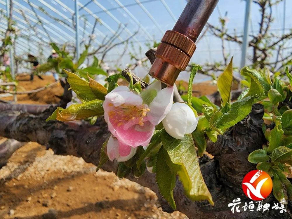 为了提升樱桃坐果率,工人们正抢抓农时,对樱桃花进行人工授粉.