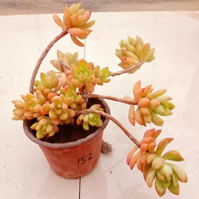 春季黄丽好像"宝石花"一样美,却被花友嫌弃,为啥容姐喜欢养?