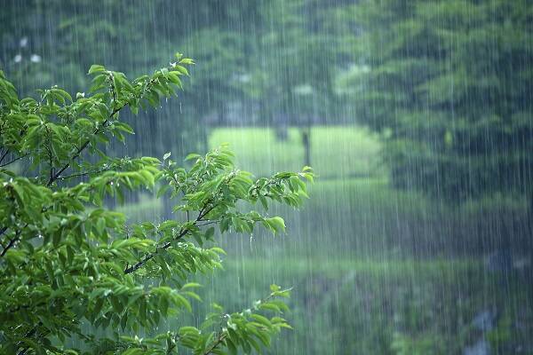 春天早上下雨图片图片