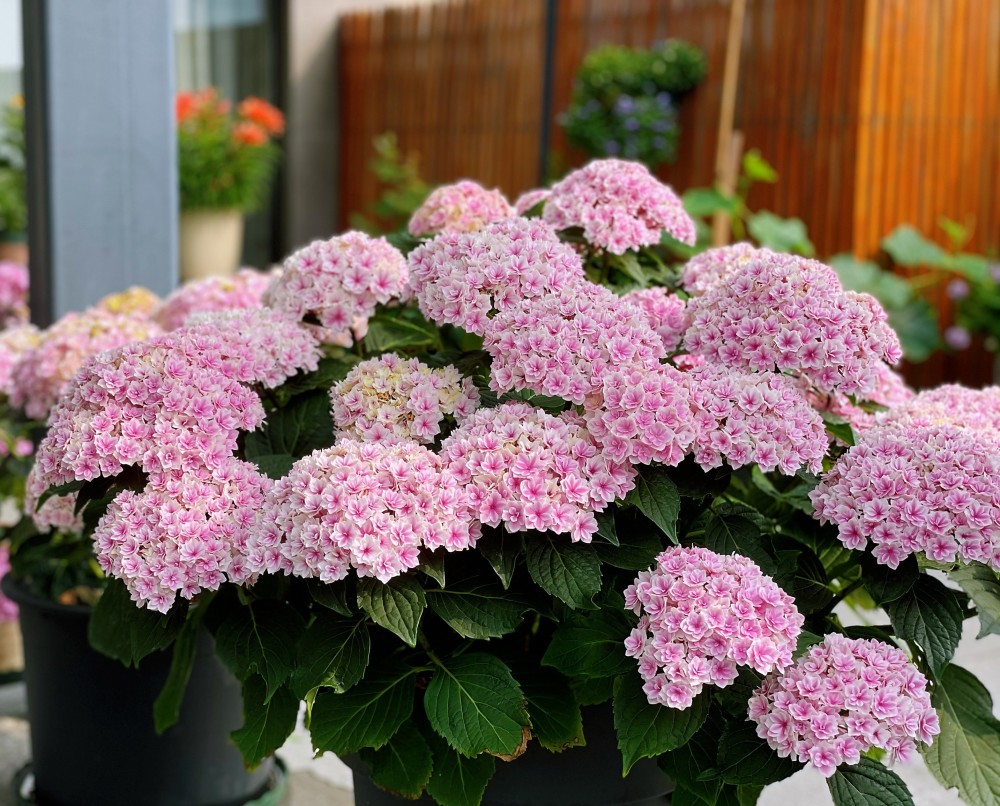 阳台养绣球 就选 夏洛特公主 植株低矮 花大色美 多季开花 腾讯新闻