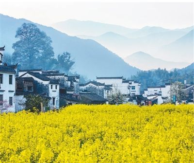 婺源油菜花開