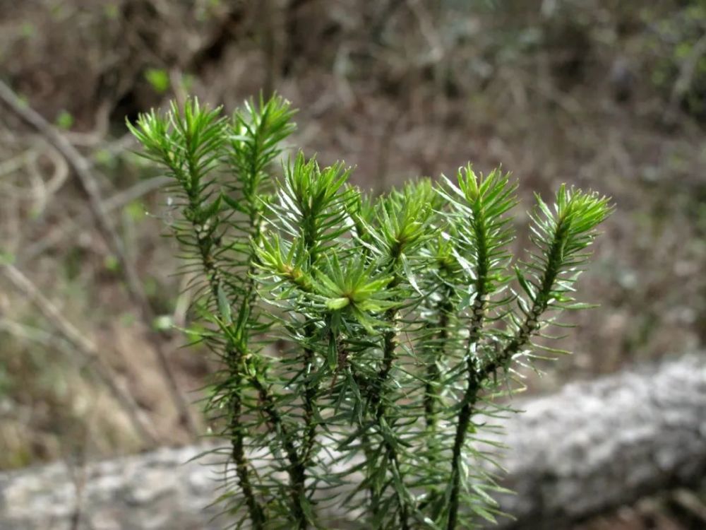 宁波四明山首次发现珍稀蕨类四川石杉