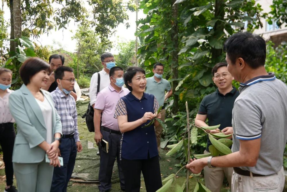 黎苗药材凌云讲好南药发展故事擦亮屯昌南药品牌向南药大健康产业高