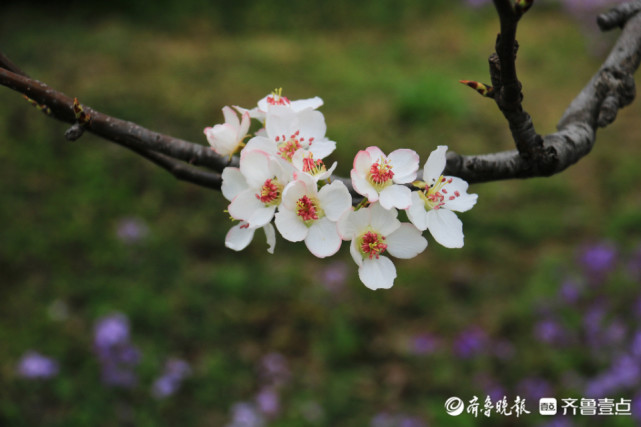 梨花白如雪 馨香醉游人