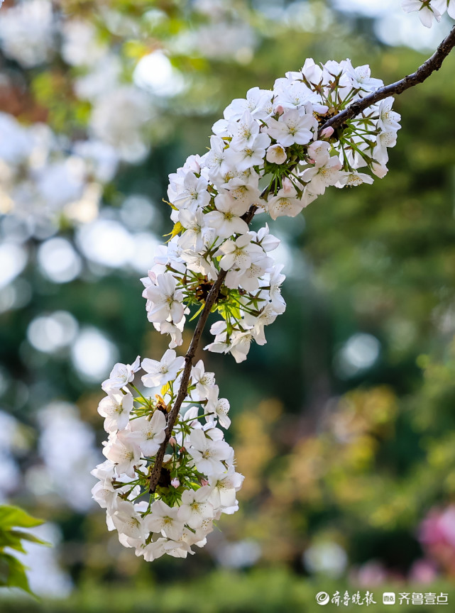 五龙潭公园隽美华丽的垂枝樱花