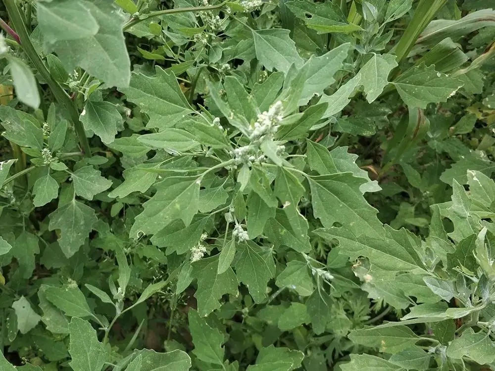 东北农村喂猪的野菜成了城里人口中的高档货卖的还贵