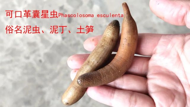 圣虫的鲜味秘籍你值得拥有