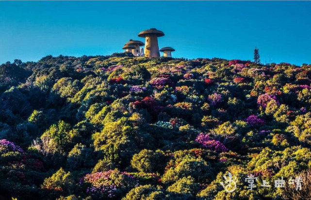 菌子山花正烂漫_腾讯新闻