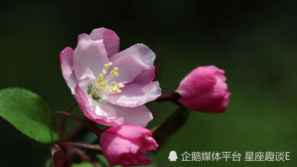 4月1日 10日星座運勢 随機應變 穩中求勝的四大星座 天天看點