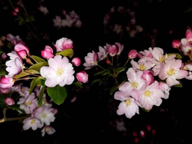 夜晚海棠花的图片图片