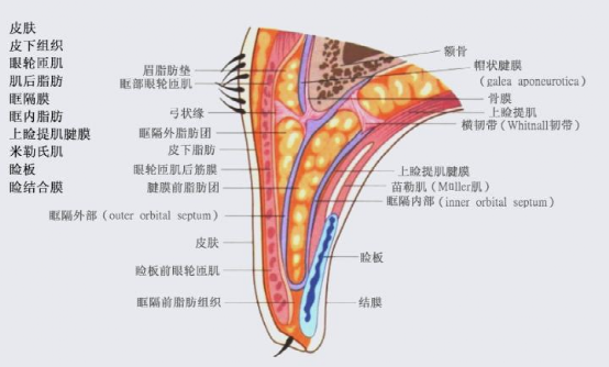 下眼睑结构图片