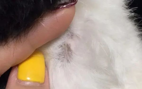 养了8年的纯种狗突然变黑了 这是什么原因 腾讯新闻