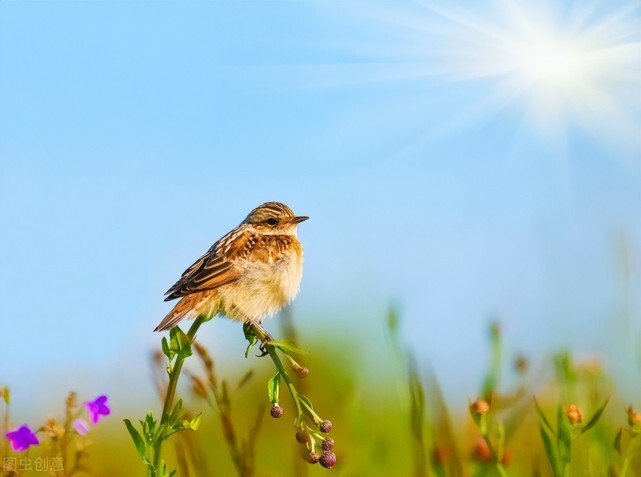 "百灵鸟"还是"猫头鹰"?哪种睡眠型对身体比较好?