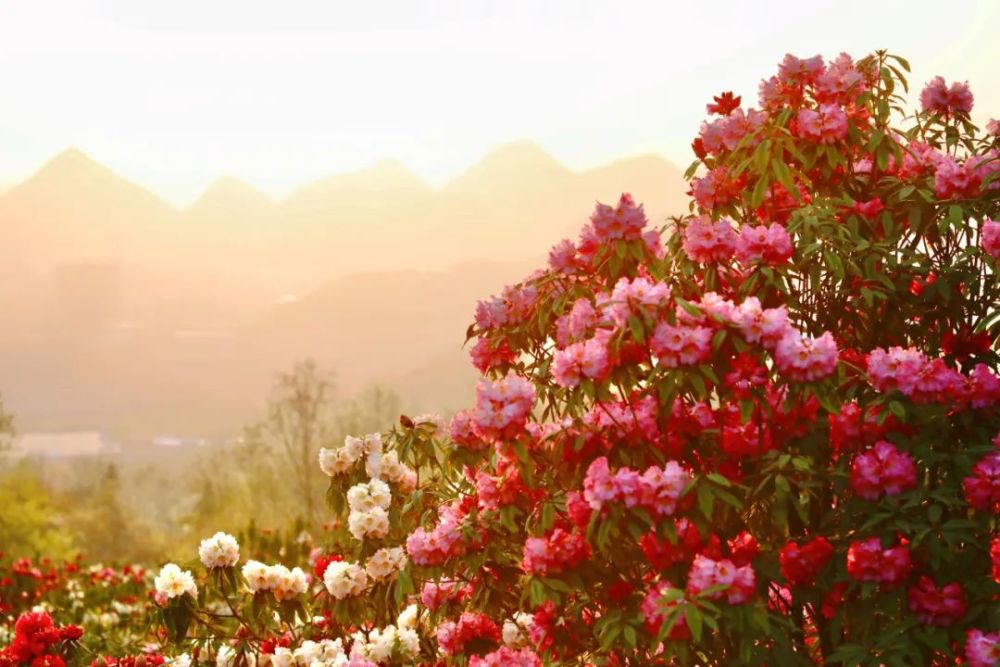 免费游百里杜鹃贵州这处世界级花海已经迎来盛花期