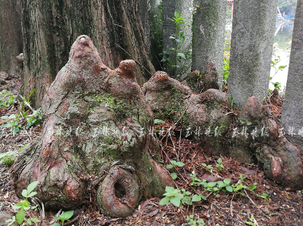 很多人圍觀玉林人民公園地面竟冒出奇形怪狀的小石林