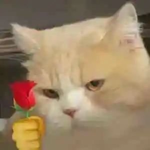 哈哈哈哈哈 请收下 猫猫送花表情包 腾讯新闻