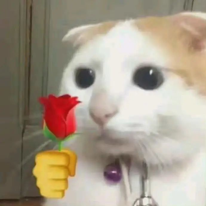 哈哈哈哈哈 请收下 猫猫送花表情包 腾讯新闻