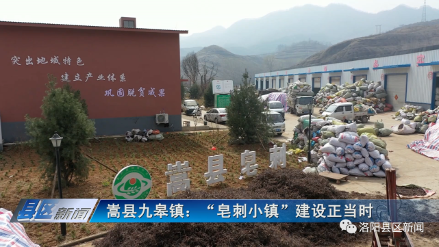 嵩县九皋镇:"皂刺小镇"建设正当时