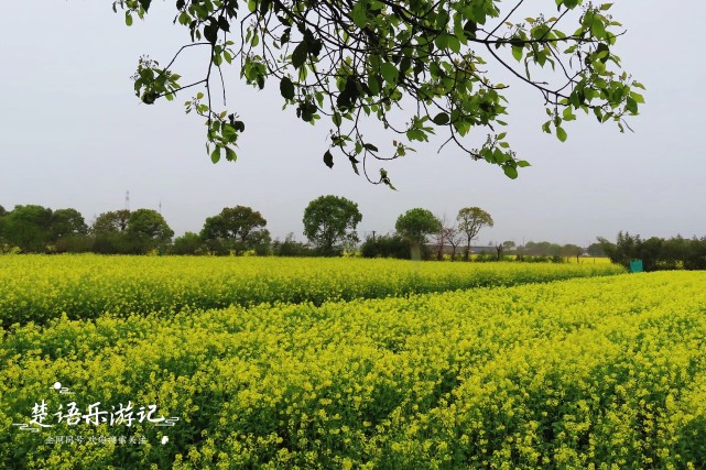 1000畝油菜花繪製美麗田園,寧波這片花海成網紅,距市區僅5公里