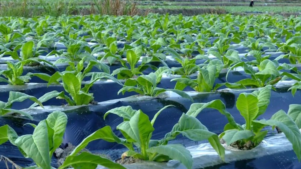 措施的基础上,不误农时,抢抓时令,积极组织烟草技术人员深入田间地头