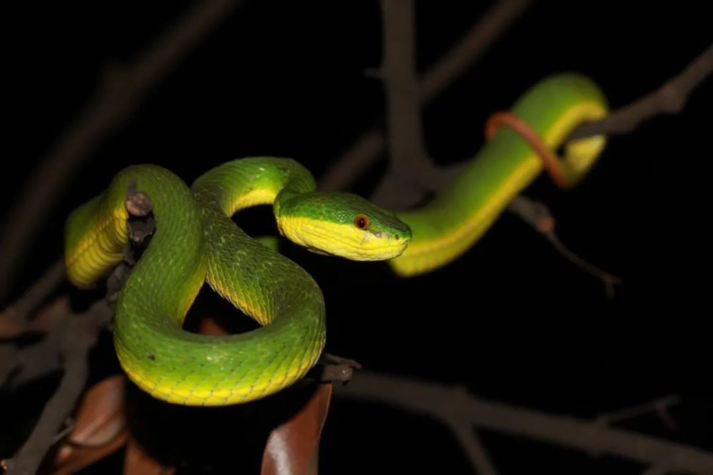 广州城区及周边常见蛇类安全知识_腾讯新闻