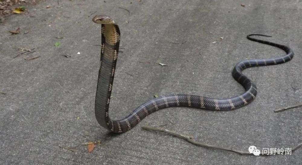 广州城区及周边常见蛇类安全知识_腾讯新闻